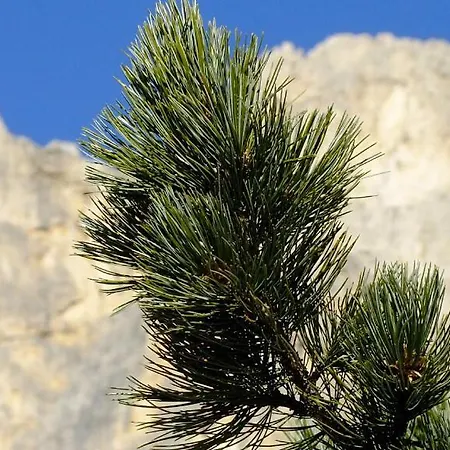 Апартаменты Il Cirmolo